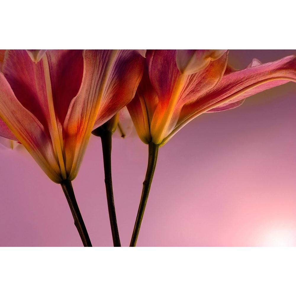 ArtzFolio Pink Tiger Lilly D1 Unframed Paper Poster-Paper Posters Unframed-AZART10948608POS_UN_L-Image Code 5000588 Vishnu Image Folio Pvt Ltd, IC 5000588, ArtzFolio, Paper Posters Unframed, Floral, Photography, pink, tiger, lilly, d1, unframed, paper, poster, wall, large, size, for, living, room, home, decoration, big, framed, decor, posters, pitaara, box, modern, art, with, frame, bedroom, amazonbasics, door, drawing, small, decorative, office, reception, multiple, friends, images, reprints, reprint, kids
