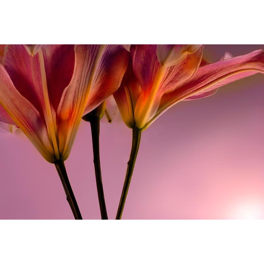 Pink Tiger Lilly Canvas Painting Synthetic Frame-Paintings MDF Framing-AFF_FR-IC 5000588 IC 5000588, Botanical, Floral, Flowers, Love, Nature, Romance, pink, tiger, lilly, canvas, painting, synthetic, frame, blossom, bouquet, elegant, fall, flower, fragrance, garden, gift, graceful, growth, leaf, leaves, lillies, macro, passion, pest, pretty, seasonal, smell, soft, springtime, summer, valentine, wildflower, yard, youth, artzfolio, wall decor for living room, wall frames for living room, frames for living ro