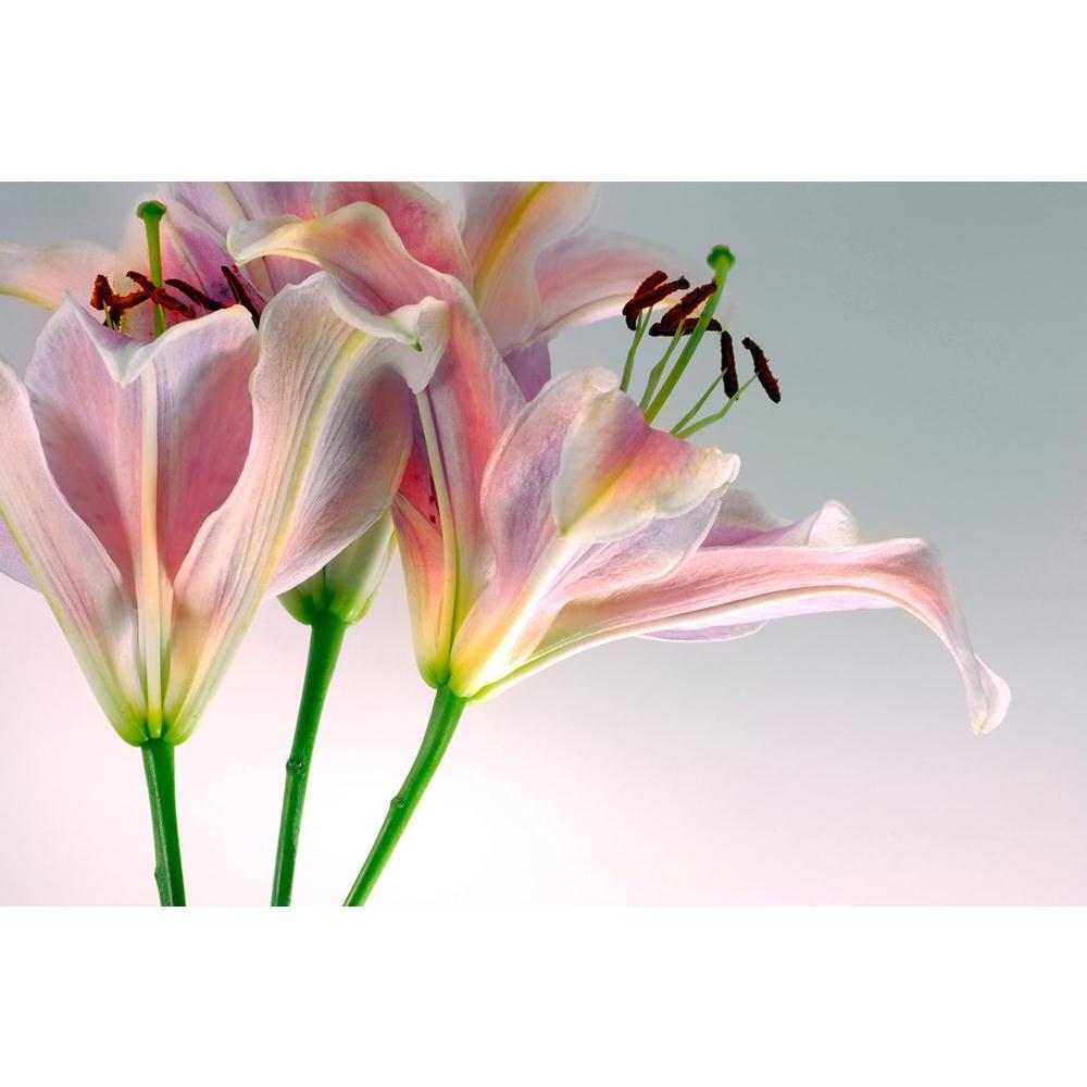 ArtzFolio Pink Tiger Lilly D2 Unframed Paper Poster-Paper Posters Unframed-AZART10948707POS_UN_L-Image Code 5000589 Vishnu Image Folio Pvt Ltd, IC 5000589, ArtzFolio, Paper Posters Unframed, Floral, Photography, pink, tiger, lilly, d2, unframed, paper, poster, wall, large, size, for, living, room, home, decoration, big, framed, decor, posters, pitaara, box, modern, art, with, frame, bedroom, amazonbasics, door, drawing, small, decorative, office, reception, multiple, friends, images, reprints, reprint, kids