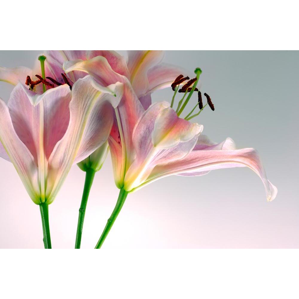 Pink Tiger Lilly Canvas Painting Synthetic Frame-Paintings MDF Framing-AFF_FR-IC 5000589 IC 5000589, Botanical, Floral, Flowers, Love, Nature, Romance, pink, tiger, lilly, canvas, painting, synthetic, frame, blossom, bouquet, elegant, fall, flower, fragrance, garden, gift, graceful, growth, leaf, leaves, lillies, macro, passion, pest, pretty, seasonal, smell, soft, springtime, summer, valentine, wildflower, yard, youth, artzfolio, wall decor for living room, wall frames for living room, frames for living ro