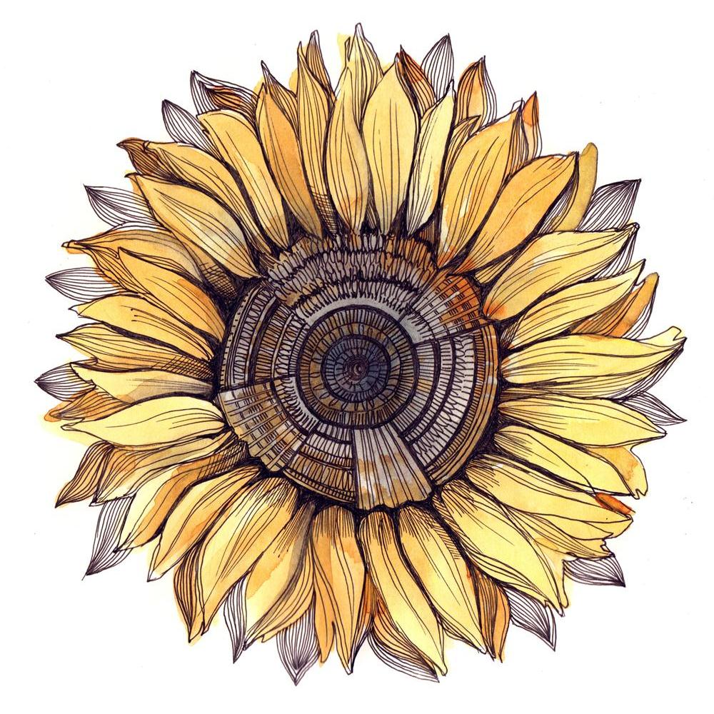 Sunflower Canvas Painting Synthetic Frame-Paintings MDF Framing-AFF_FR-IC 5000603 IC 5000603, Art and Paintings, Black and White, Botanical, Culture, Digital, Digital Art, Ethnic, Floral, Flowers, Graphic, Nature, Paintings, Patterns, Scenic, Seasons, Space, Traditional, Tribal, White, World Culture, sunflower, canvas, painting, synthetic, frame, agriculture, art, background, beautiful, beauty, bed, bright, brightly, closeup, cloud, color, common, copy, cultivated, daisy, flower, foliage, head, image, isola