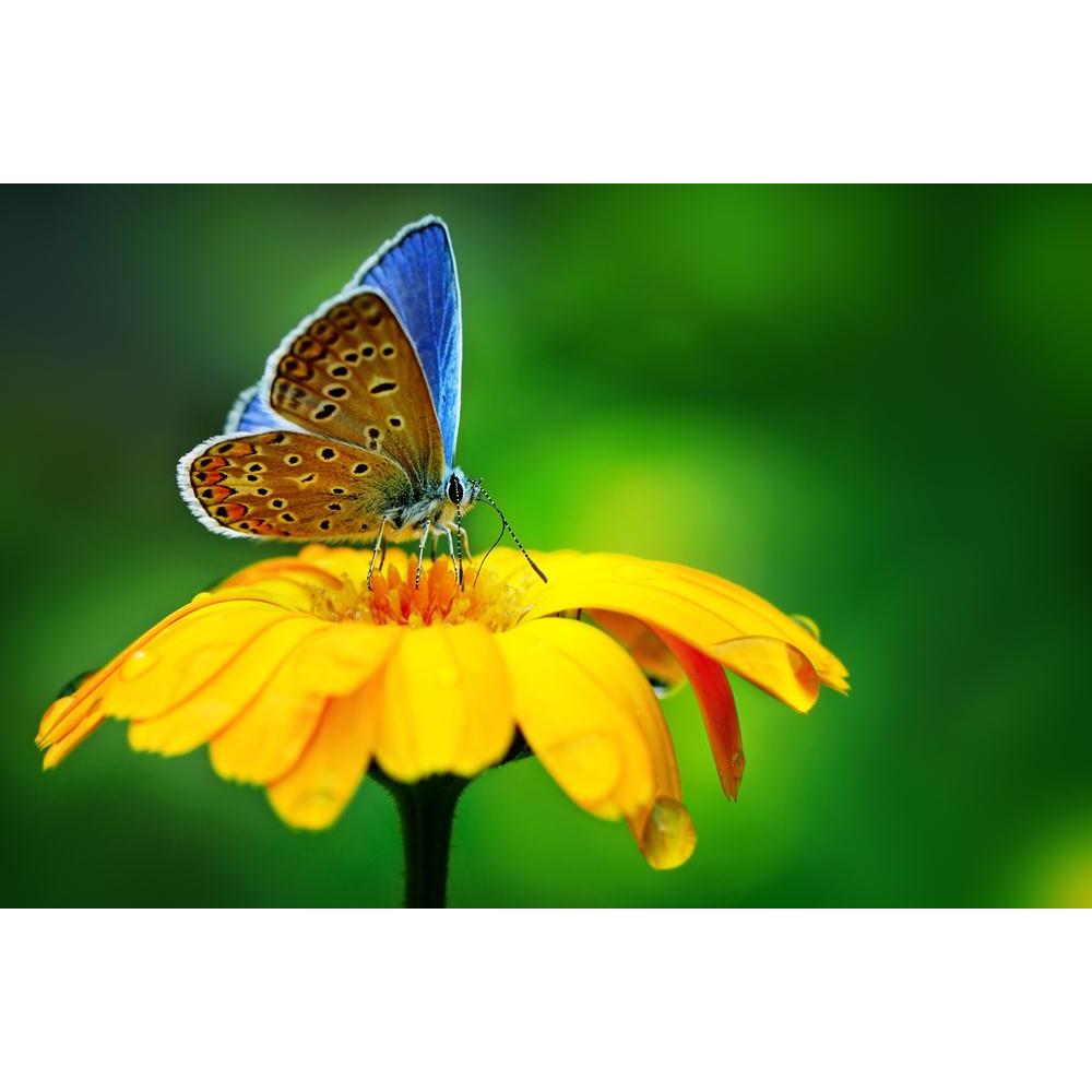 Blue Butterfly On Yellow Flower Canvas Painting Synthetic Frame-Paintings MDF Framing-AFF_FR-IC 5000660 IC 5000660, Animals, Botanical, Floral, Flowers, Nature, Patterns, Scenic, Seasons, Wildlife, blue, butterfly, on, yellow, flower, canvas, painting, synthetic, frame, macro, butterflies, spring, mariposa, and, moth, beautiful, animal, background, beauty, blossom, bright, closeup, color, colorful, delicate, drip, drop, environment, feeding, fly, garden, green, insect, insects, leaf, life, light, natural, o