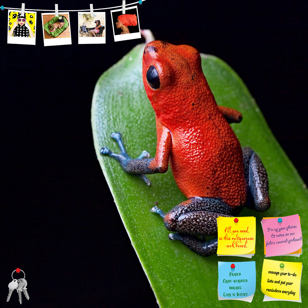 ArtzFolio Red Poison Dart Frog Blue Legs Printed Bulletin Board Notice Pin Board Soft Board | Frameless-Bulletin Boards Frameless-AZSAO11289467BLB_FL_L-Image Code 5000685 Vishnu Image Folio Pvt Ltd, IC 5000685, ArtzFolio, Bulletin Boards Frameless, Animals, Photography, red, poison, dart, frog, blue, legs, printed, bulletin, board, notice, pin, soft, frameless, beautiful, rainforest, species, costa, rica, panama, kept, as, pet, terrarium, oophaga, pumilio, exotic, amphibian, pin up board, push pin board, ex