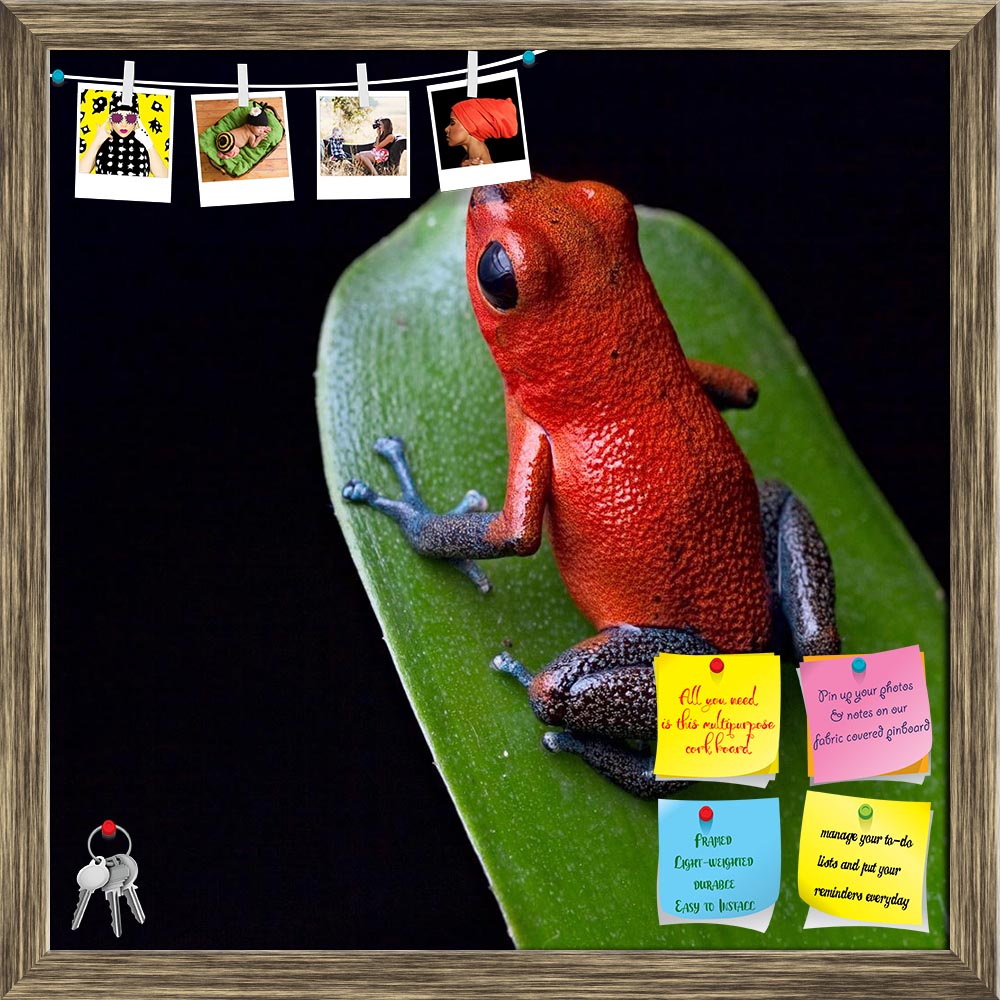 ArtzFolio Red Poison Dart Frog Blue Legs Printed Bulletin Board Notice Pin Board Soft Board | Framed-Bulletin Boards Framed-AZSAO11289467BLB_FR_L-Image Code 5000685 Vishnu Image Folio Pvt Ltd, IC 5000685, ArtzFolio, Bulletin Boards Framed, Animals, Photography, red, poison, dart, frog, blue, legs, printed, bulletin, board, notice, pin, soft, framed, beautiful, rainforest, species, costa, rica, panama, kept, as, pet, terrarium, oophaga, pumilio, exotic, amphibian, pin up board, push pin board, extra large co