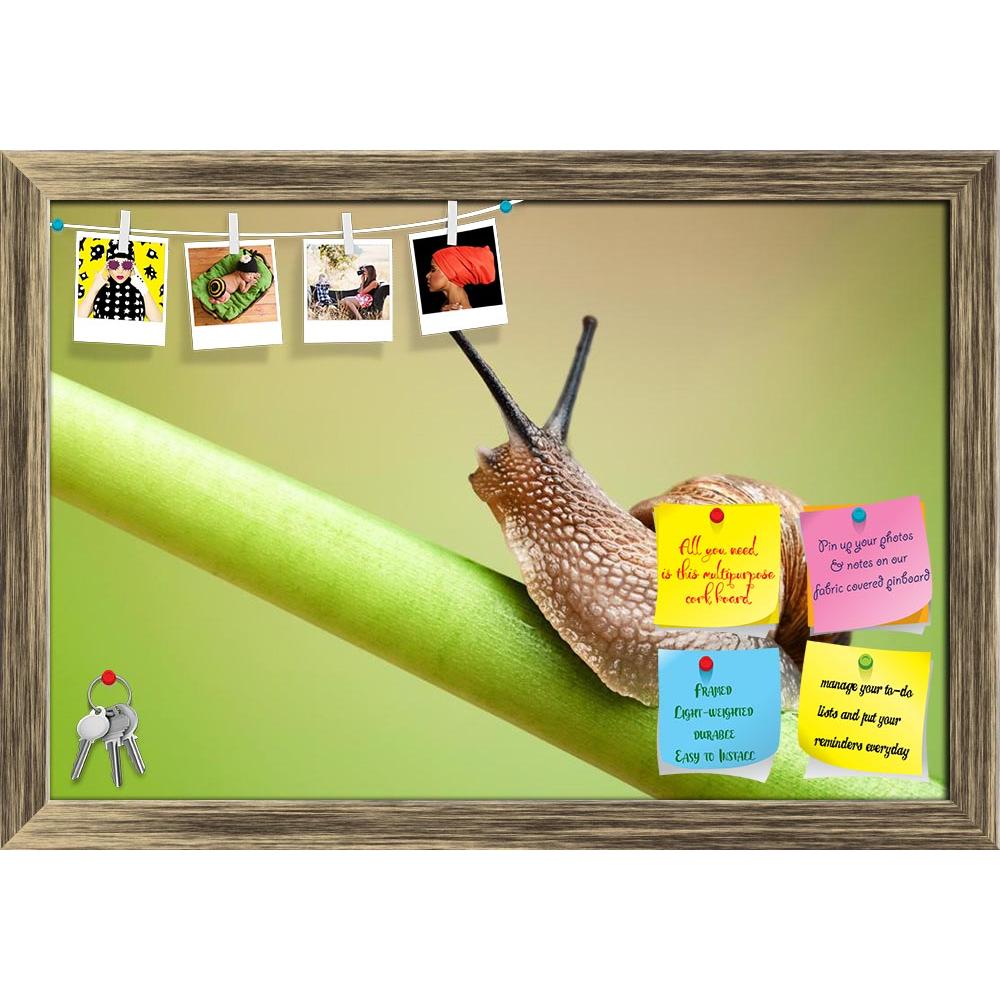 ArtzFolio Snail Crawling On Green Stem Printed Bulletin Board Notice Pin Board Soft Board | Framed-Bulletin Boards Framed-AZSAO11413271BLB_FR_L-Image Code 5000700 Vishnu Image Folio Pvt Ltd, IC 5000700, ArtzFolio, Bulletin Boards Framed, Animals, Photography, snail, crawling, on, green, stem, printed, bulletin, board, notice, pin, soft, framed, common, garden, plant, pin up board, push pin board, extra large cork board, big pin board, notice board, small bulletin board, cork board, wall notice board, giant 