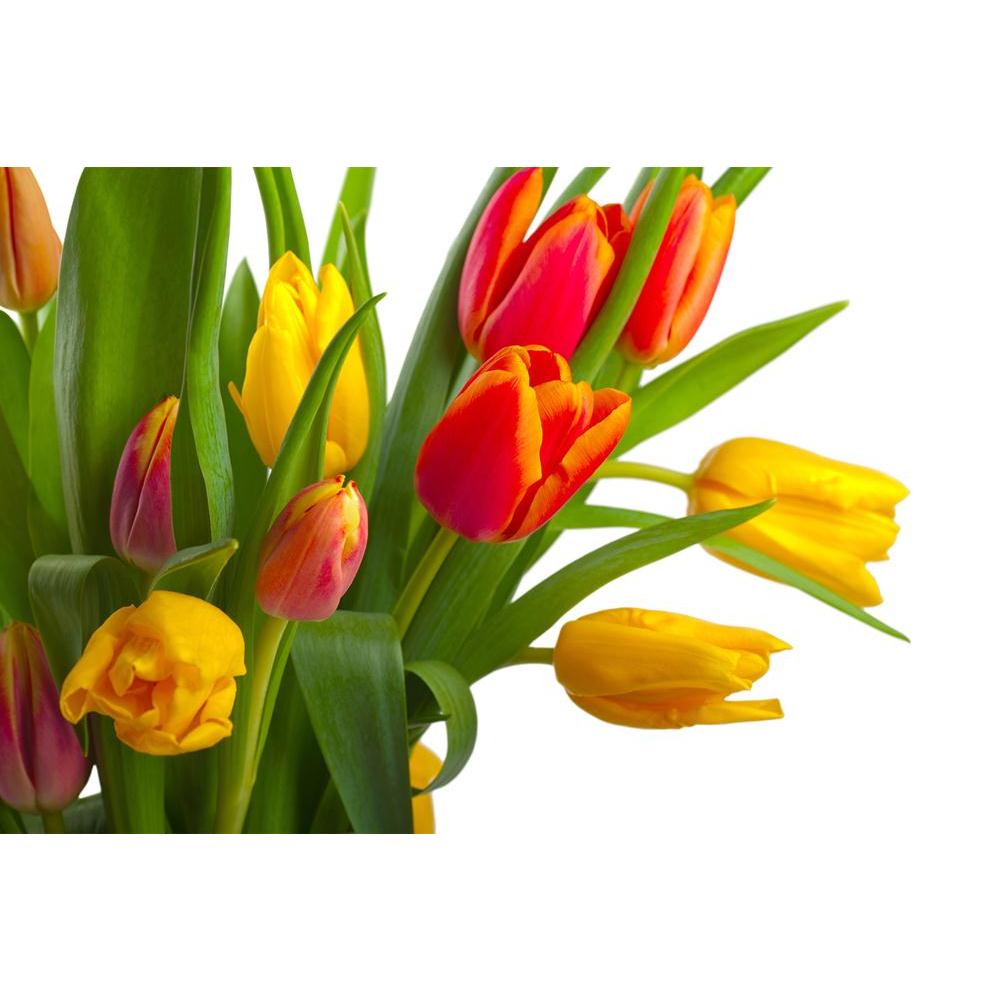 ArtzFolio Red & Yellow Tulips Unframed Paper Poster-Paper Posters Unframed-AZART11456147POS_UN_L-Image Code 5000716 Vishnu Image Folio Pvt Ltd, IC 5000716, ArtzFolio, Paper Posters Unframed, Floral, Photography, red, yellow, tulips, unframed, paper, poster, wall, large, size, for, living, room, home, decoration, big, framed, decor, posters, pitaara, box, modern, art, with, frame, bedroom, amazonbasics, door, drawing, small, decorative, office, reception, multiple, friends, images, reprints, reprint, kids, b