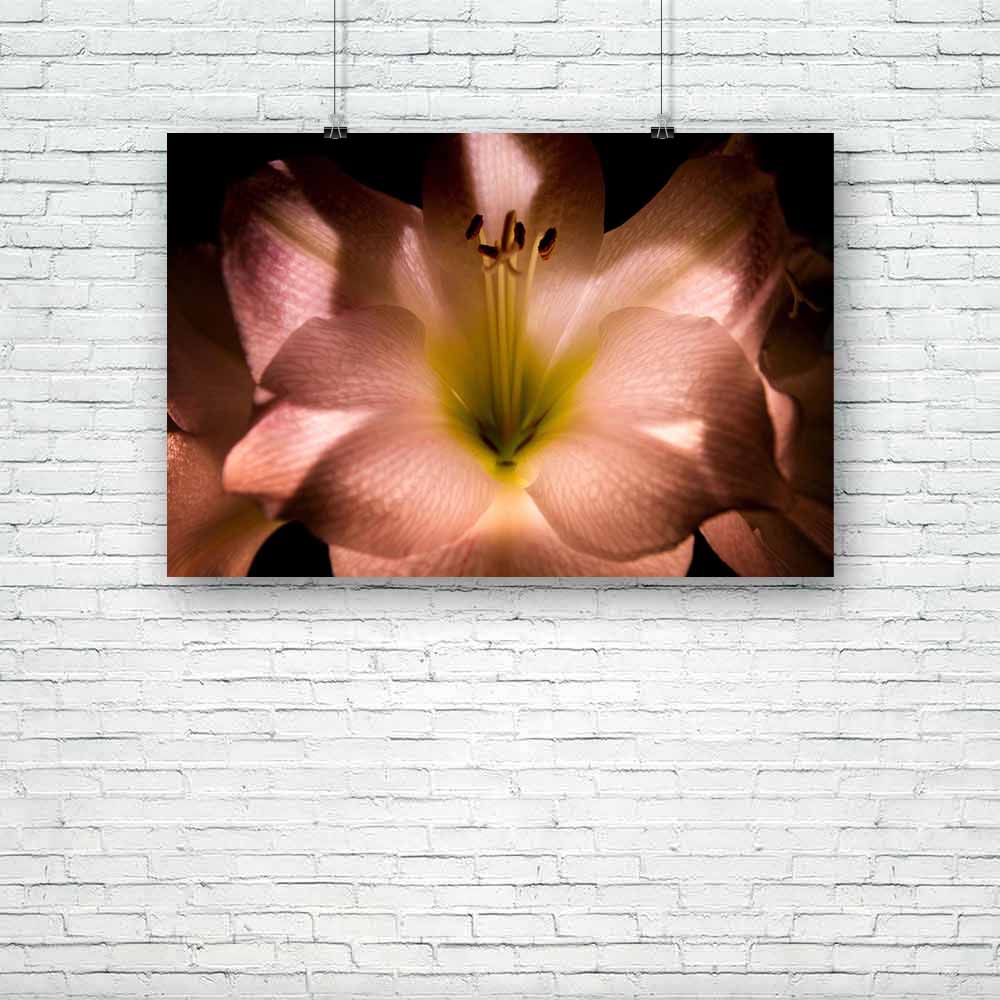 Amaryllis Unframed Paper Poster-Paper Posters Unframed-POS_UN-IC 5000752 IC 5000752, Black, Black and White, Botanical, Floral, Flowers, Nature, Scenic, White, amaryllis, unframed, paper, poster, background, bloom, blossom, close, up, flower, free, garden, green, hippie, indoor, plant, leaf, macro, petal, pink, pollen, stamps, artzfolio, posters, wall posters, posters for room, posters for room decoration, office poster, door poster, baby poster, motivational posters, posters for room boys, quotes, poster f