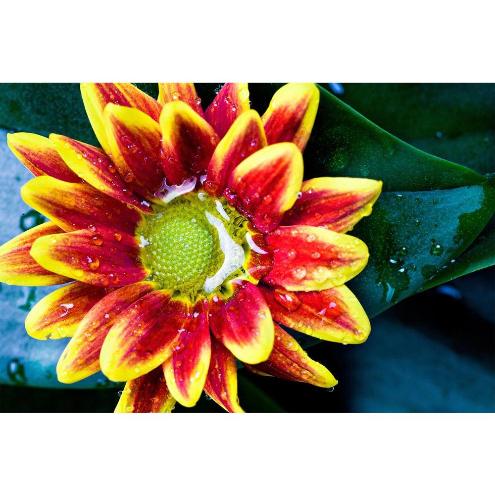 ArtzFolio Plants With The Morning Dew D1 Unframed Paper Poster-Paper Posters Unframed-AZART12093088POS_UN_L-Image Code 5000842 Vishnu Image Folio Pvt Ltd, IC 5000842, ArtzFolio, Paper Posters Unframed, Floral, Photography, plants, with, the, morning, dew, d1, unframed, paper, poster, wall, large, size, for, living, room, home, decoration, big, framed, decor, posters, pitaara, box, modern, art, frame, bedroom, amazonbasics, door, drawing, small, decorative, office, reception, multiple, friends, images, repri