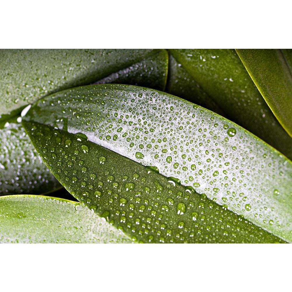 ArtzFolio Plants With The Morning Dew D2 Unframed Paper Poster-Paper Posters Unframed-AZART12093108POS_UN_L-Image Code 5000843 Vishnu Image Folio Pvt Ltd, IC 5000843, ArtzFolio, Paper Posters Unframed, Floral, Photography, plants, with, the, morning, dew, d2, unframed, paper, poster, wall, large, size, for, living, room, home, decoration, big, framed, decor, posters, pitaara, box, modern, art, frame, bedroom, amazonbasics, door, drawing, small, decorative, office, reception, multiple, friends, images, repri