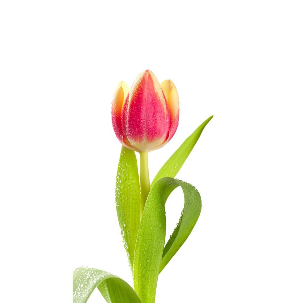 ArtzFolio Pink Tulip In Water Drops Unframed Paper Poster-Paper Posters Unframed-AZART12184887POS_UN_L-Image Code 5000861 Vishnu Image Folio Pvt Ltd, IC 5000861, ArtzFolio, Paper Posters Unframed, Floral, Photography, pink, tulip, in, water, drops, unframed, paper, poster, wall, large, size, for, living, room, home, decoration, big, framed, decor, posters, pitaara, box, modern, art, with, frame, bedroom, amazonbasics, door, drawing, small, decorative, office, reception, multiple, friends, images, reprints, 