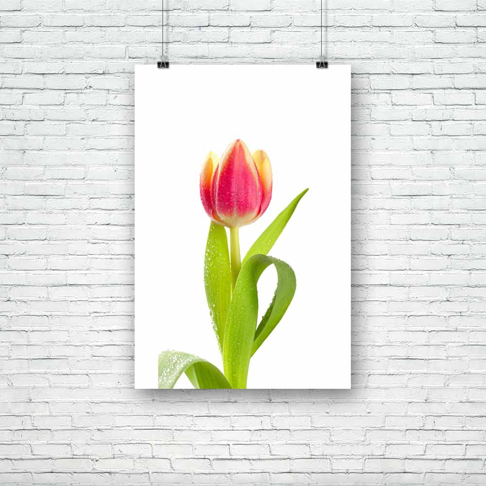 Pink Tulip In Water Drops Unframed Paper Poster-Paper Posters Unframed-POS_UN-IC 5000861 IC 5000861, Black and White, Botanical, Floral, Flowers, Nature, Scenic, White, pink, tulip, in, water, drops, unframed, paper, poster, background, beautiful, dew, flora, green, humidity, isolated, isolation, leather, leaves, moisture, nice, plant, red, skin, artzfolio, posters, wall posters, posters for room, posters for room decoration, office poster, door poster, baby poster, motivational posters, posters for room bo