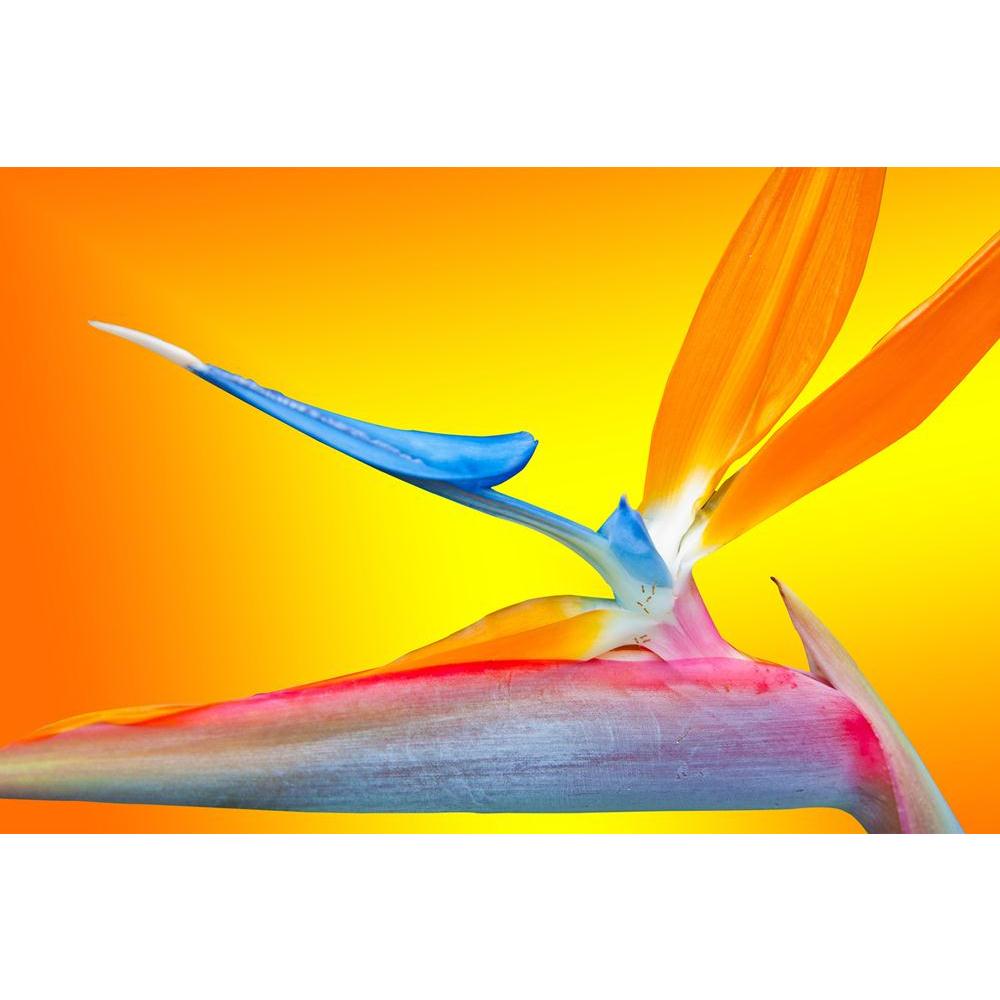 ArtzFolio Paradise Flower Unframed Paper Poster-Paper Posters Unframed-AZART12447499POS_UN_L-Image Code 5000898 Vishnu Image Folio Pvt Ltd, IC 5000898, ArtzFolio, Paper Posters Unframed, Floral, Photography, paradise, flower, unframed, paper, poster, wall, large, size, for, living, room, home, decoration, big, framed, decor, posters, pitaara, box, modern, art, with, frame, bedroom, amazonbasics, door, drawing, small, decorative, office, reception, multiple, friends, images, reprints, reprint, kids, bathroom