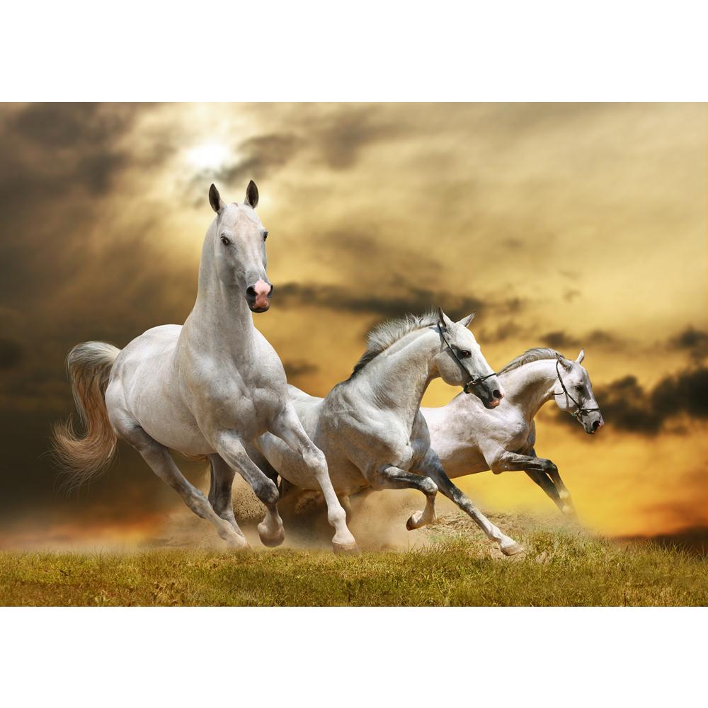 White Horses Canvas Painting Synthetic Frame-Paintings MDF Framing-AFF_FR-IC 5000906 IC 5000906, Art and Paintings, Black, Black and White, Nature, Scenic, Sunrises, Sunsets, White, horses, canvas, painting, synthetic, frame, wild, horse, galloping, stallion, gallop, beast, blue, cloud, clouds, cloudy, dust, emotions, equestrian, equine, farm, fast, fastest, fight, force, forward, free, freedom, gray, grey, ground, herd, hoofed, isolated, jump, light, male, mammal, mane, motion, moving, power, ranch, run, r