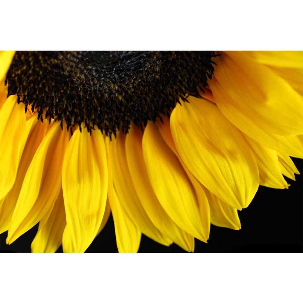 ArtzFolio Sunflower D4 Unframed Paper Poster-Paper Posters Unframed-AZART12774590POS_UN_L-Image Code 5000947 Vishnu Image Folio Pvt Ltd, IC 5000947, ArtzFolio, Paper Posters Unframed, Floral, Photography, sunflower, d4, unframed, paper, poster, wall, large, size, for, living, room, home, decoration, big, framed, decor, posters, pitaara, box, modern, art, with, frame, bedroom, amazonbasics, door, drawing, small, decorative, office, reception, multiple, friends, images, reprints, reprint, kids, bathroom, desi