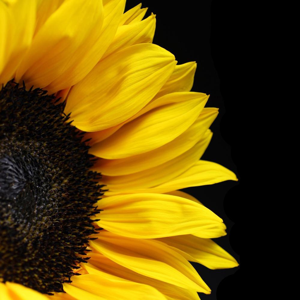 Sunflower Canvas Painting Synthetic Frame-Paintings MDF Framing-AFF_FR-IC 5000947 IC 5000947, Abstract Expressionism, Abstracts, Black, Black and White, Botanical, Floral, Flowers, Nature, Semi Abstract, sunflower, canvas, painting, synthetic, frame, sunflowers, abstract, background, beautiful, beauty, bloom, blooming, blooms, blossom, blossoms, closeup, flora, flower, gold, golden, isolated, macro, petal, petals, summer, sun, vibrant, vivid, warm, warmth, yellow, artzfolio, wall decor for living room, wall