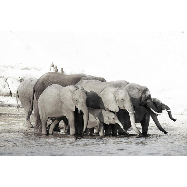 A Herd Of African Elephants Unframed Paper Poster-Paper Posters Unframed-POS_UN-IC 5000955 IC 5000955, African, Black, Black and White, God Ram, Hinduism, Panorama, Space, Sunrises, Sunsets, White, Wildlife, a, herd, of, elephants, unframed, paper, wall, poster, africa, and, botswana, bw, conservation, copyspace, drink, drinking, ears, eco, elephant, grey, group, mammal, outdoors, park, river, safari, stand, standing, sunrise, sunset, trunks, veld, water, wild, young, artzfolio, posters, wall posters, poste