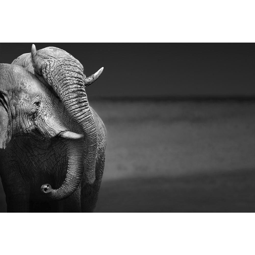 ArtzFolio Elephants Interacting Unframed Paper Poster-Paper Posters Unframed-AZART13056421POS_UN_L-Image Code 5001015 Vishnu Image Folio Pvt Ltd, IC 5001015, ArtzFolio, Paper Posters Unframed, Animals, Photography, elephants, interacting, unframed, paper, poster, wall, large, size, for, living, room, home, decoration, big, framed, decor, posters, pitaara, box, modern, art, with, frame, bedroom, amazonbasics, door, drawing, small, decorative, office, reception, multiple, friends, images, reprints, reprint, k