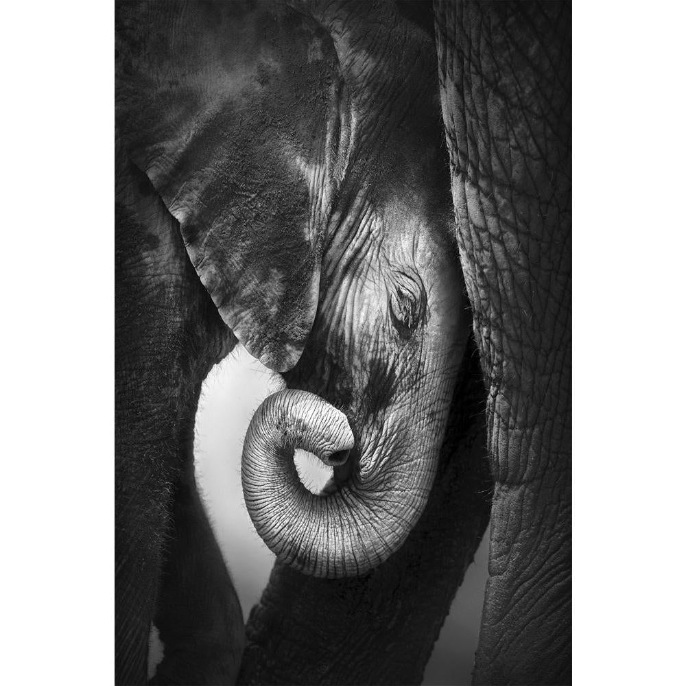 ArtzFolio Baby Elephant Seeking Comfort Against Mother Unframed Paper Poster-Paper Posters Unframed-AZART13056447POS_UN_L-Image Code 5001019 Vishnu Image Folio Pvt Ltd, IC 5001019, ArtzFolio, Paper Posters Unframed, Animals, Photography, baby, elephant, seeking, comfort, against, mother, unframed, paper, poster, wall, large, size, for, living, room, home, decoration, big, framed, decor, posters, pitaara, box, modern, art, with, frame, bedroom, amazonbasics, door, drawing, small, decorative, office, receptio