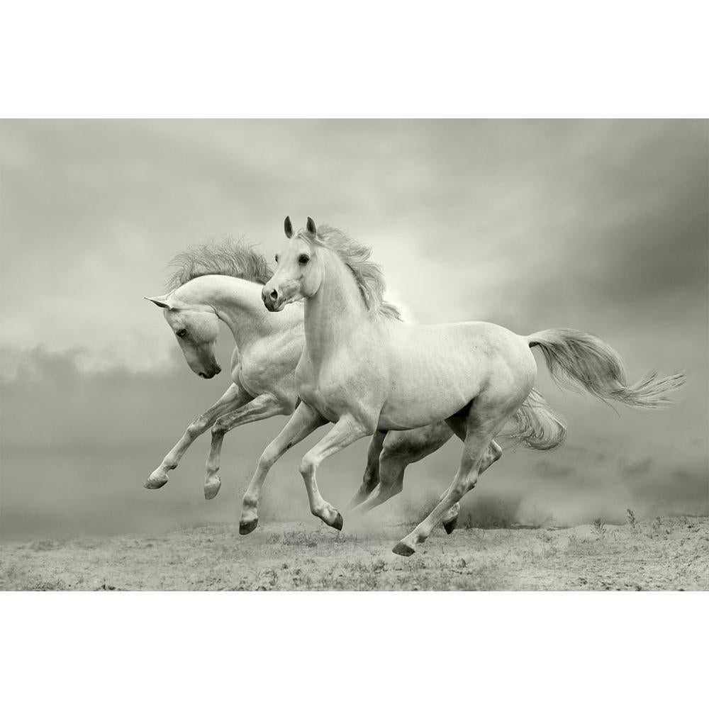 ArtzFolio Horses In Summer Unframed Paper Poster-Paper Posters Unframed-AZART13187682POS_UN_L-Image Code 5001050 Vishnu Image Folio Pvt Ltd, IC 5001050, ArtzFolio, Paper Posters Unframed, Animals, Photography, horses, in, summer, unframed, paper, poster, wall, large, size, for, living, room, home, decoration, big, framed, decor, posters, pitaara, box, modern, art, with, frame, bedroom, amazonbasics, door, drawing, small, decorative, office, reception, multiple, friends, images, reprints, reprint, kids, bath