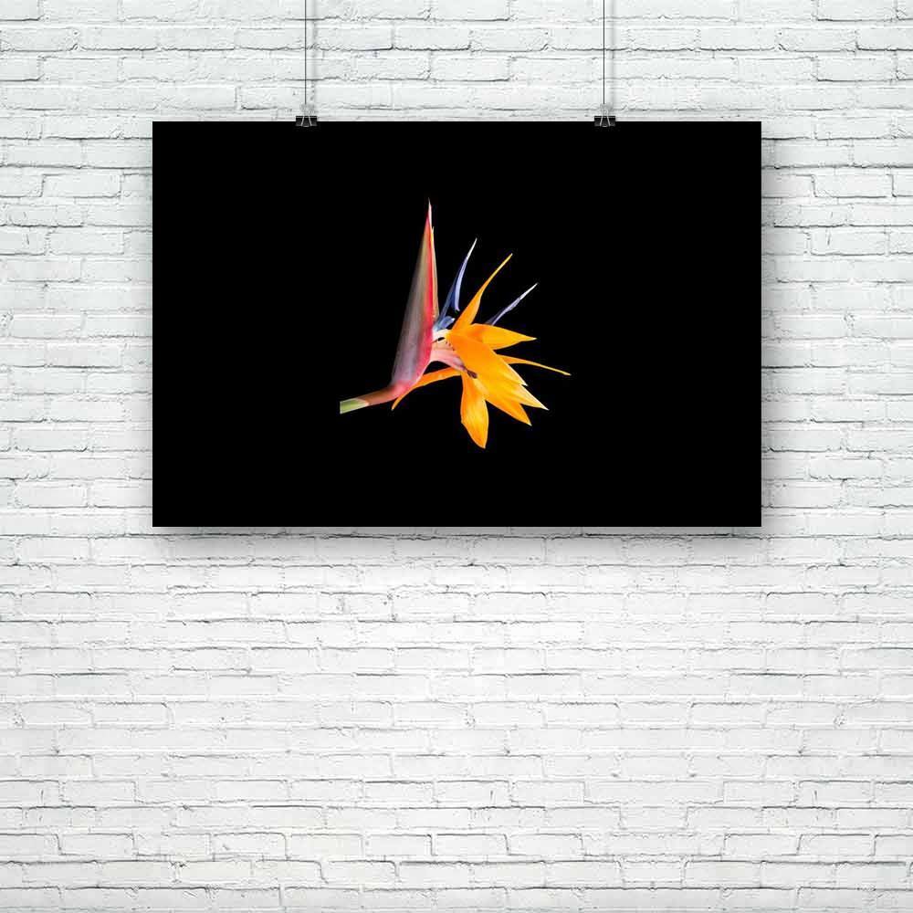 Bird Of Paradise Flower D1 Unframed Paper Poster-Paper Posters Unframed-POS_UN-IC 5001080 IC 5001080, Birds, Black, Black and White, Botanical, Culture, Ethnic, Floral, Flowers, Hawaiian, Nature, Traditional, Tribal, Tropical, World Culture, bird, of, paradise, flower, d1, unframed, paper, poster, plant, beautiful, beauty, bloom, blooming, blossom, bright, close, up, color, colorful, colour, colourful, cut, out, cutout, dramatic, exotic, flora, fresh, hawaii, horticulture, isolate, isolated, macro, multi, c