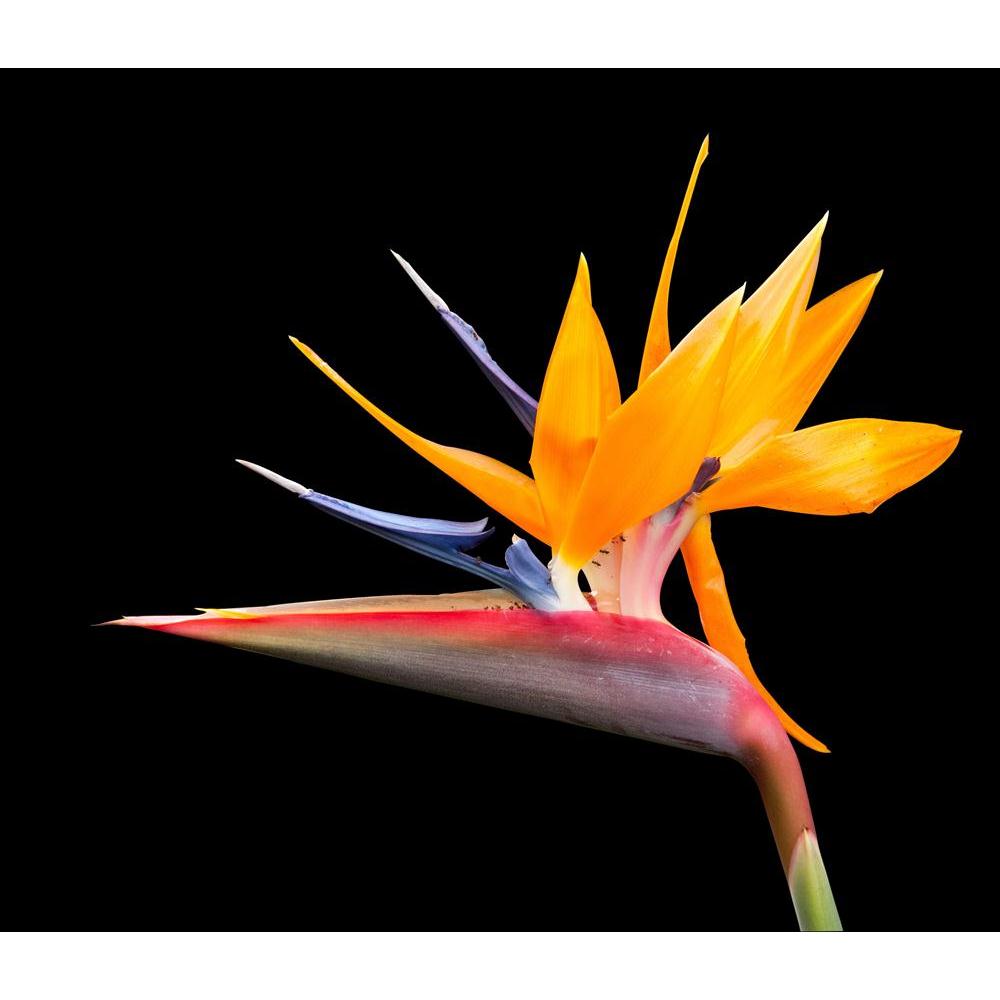 Bird Of Paradise Flower Canvas Painting Synthetic Frame-Paintings MDF Framing-AFF_FR-IC 5001080 IC 5001080, Birds, Black, Black and White, Botanical, Culture, Ethnic, Floral, Flowers, Hawaiian, Nature, Traditional, Tribal, Tropical, World Culture, bird, of, paradise, flower, canvas, painting, synthetic, frame, plant, beautiful, beauty, bloom, blooming, blossom, bright, close, up, color, colorful, colour, colourful, cut, out, cutout, dramatic, exotic, flora, fresh, hawaii, horticulture, isolate, isolated, ma