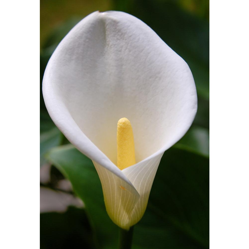 Zantedeschia Aethiopica Canvas Painting Synthetic Frame-Paintings MDF Framing-AFF_FR-IC 5001081 IC 5001081, Black and White, Botanical, Floral, Flowers, Nature, White, zantedeschia, aethiopica, canvas, painting, synthetic, frame, calla, lily, blossom, close, up, flower, lilies, macro, plant, artzfolio, wall decor for living room, wall frames for living room, frames for living room, wall art, canvas painting, wall frame, scenery, panting, paintings for living room, framed wall art, wall painting, scenery pai