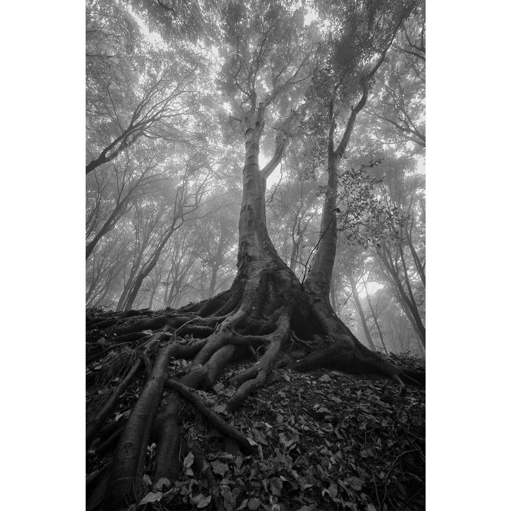 ArtzFolio Wet Roots Unframed Paper Poster-Paper Posters Unframed-AZART13403289POS_UN_L-Image Code 5001091 Vishnu Image Folio Pvt Ltd, IC 5001091, ArtzFolio, Paper Posters Unframed, Landscapes, Photography, wet, roots, unframed, paper, poster, wall, large, size, for, living, room, home, decoration, big, framed, decor, posters, pitaara, box, modern, art, with, frame, bedroom, amazonbasics, door, drawing, small, decorative, office, reception, multiple, friends, images, reprints, reprint, kids, bathroom, design