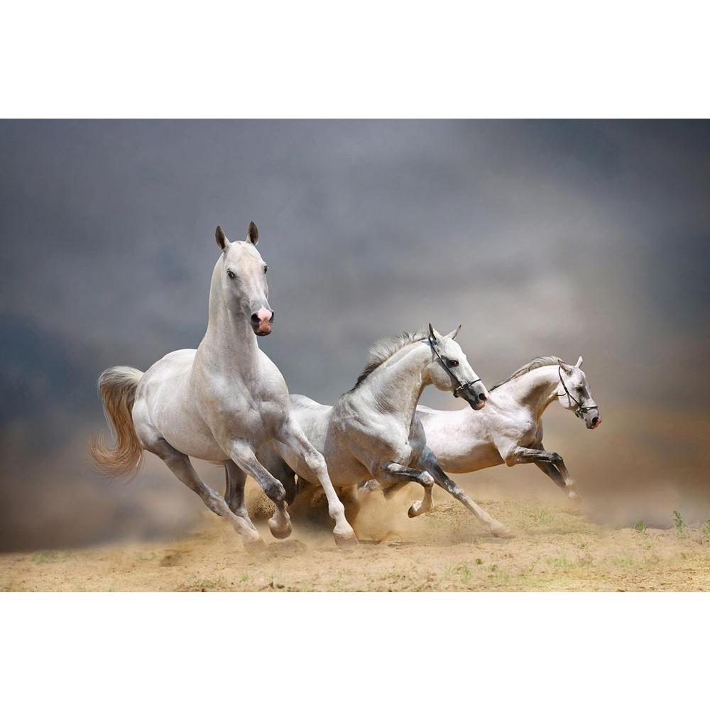 ArtzFolio White Horses D4 Unframed Paper Poster-Paper Posters Unframed-AZART13743363POS_UN_L-Image Code 5001143 Vishnu Image Folio Pvt Ltd, IC 5001143, ArtzFolio, Paper Posters Unframed, Animals, Photography, white, horses, d4, unframed, paper, poster, wall, large, size, for, living, room, home, decoration, big, framed, decor, posters, pitaara, box, modern, art, with, frame, bedroom, amazonbasics, door, drawing, small, decorative, office, reception, multiple, friends, images, reprints, reprint, kids, bathro