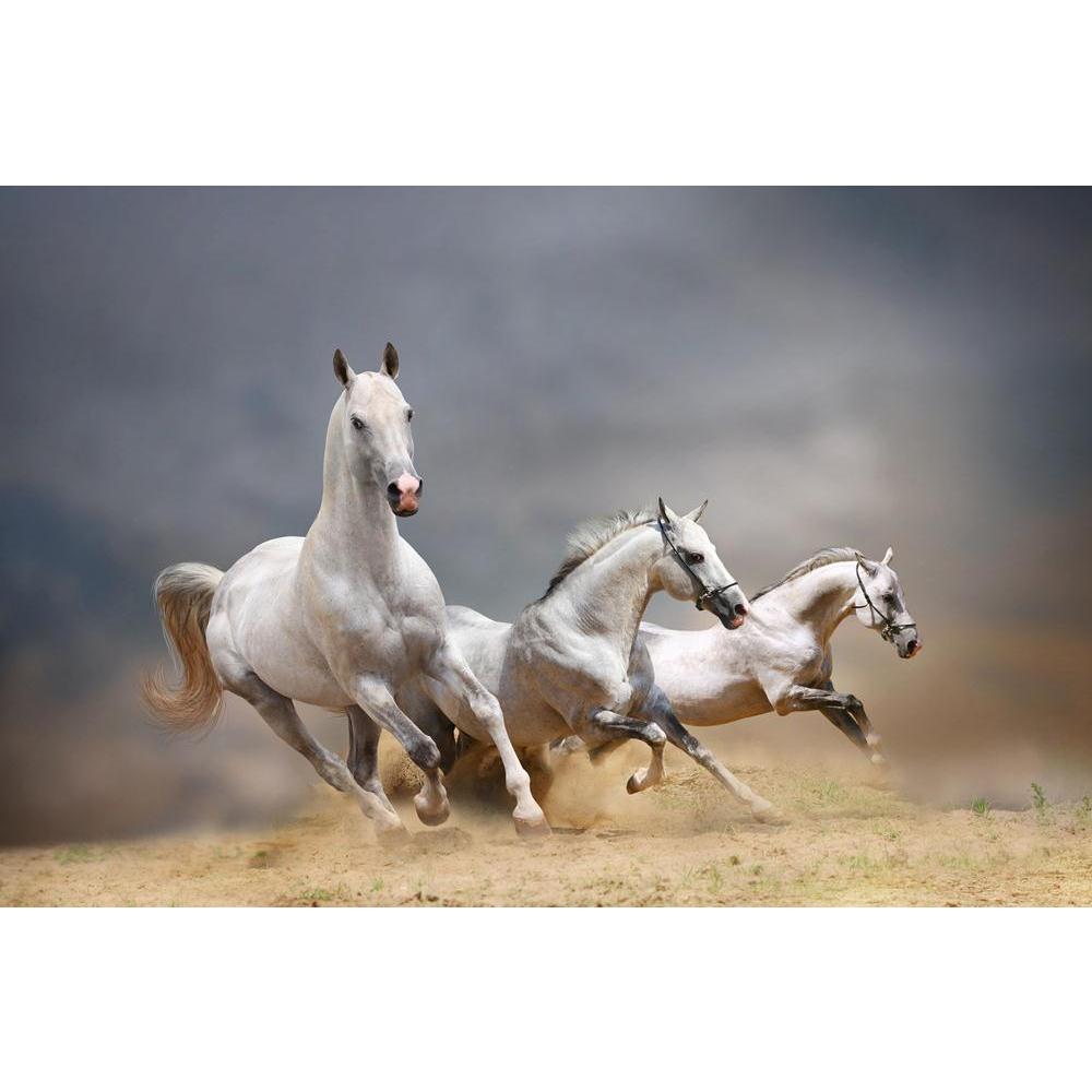 White Horses Canvas Painting Synthetic Frame-Paintings MDF Framing-AFF_FR-IC 5001143 IC 5001143, Art and Paintings, Black, Black and White, Nature, Scenic, White, horses, canvas, painting, synthetic, frame, beast, blue, cloud, cloudy, dust, emotions, equestrian, equine, farm, fast, fastest, fight, force, forward, free, freedom, gallop, gray, grey, ground, herd, hoofed, horse, isolated, jump, light, male, mammal, mane, motion, moving, power, ranch, run, runner, sand, silver, sky, speed, stallion, start, stro