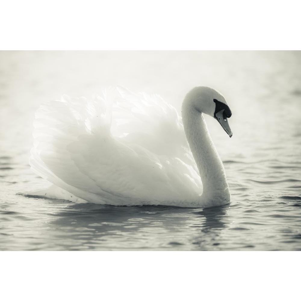 Swan In A Lake Canvas Painting Synthetic Frame-Paintings MDF Framing-AFF_FR-IC 5001175 IC 5001175, Animals, Birds, Black, Black and White, Digital, Digital Art, Graphic, Love, Romance, Sunrises, White, Wildlife, swan, in, a, lake, canvas, painting, synthetic, frame, animal, beautiful, bird, calm, elegance, fairytale, feathers, fidelity, grace, graceful, grey, haze, light, lovely, mirror, mist, monochromatic, morning, peaceful, plumage, pristine, profile, purity, reflection, reflections, serene, sunrise, wat