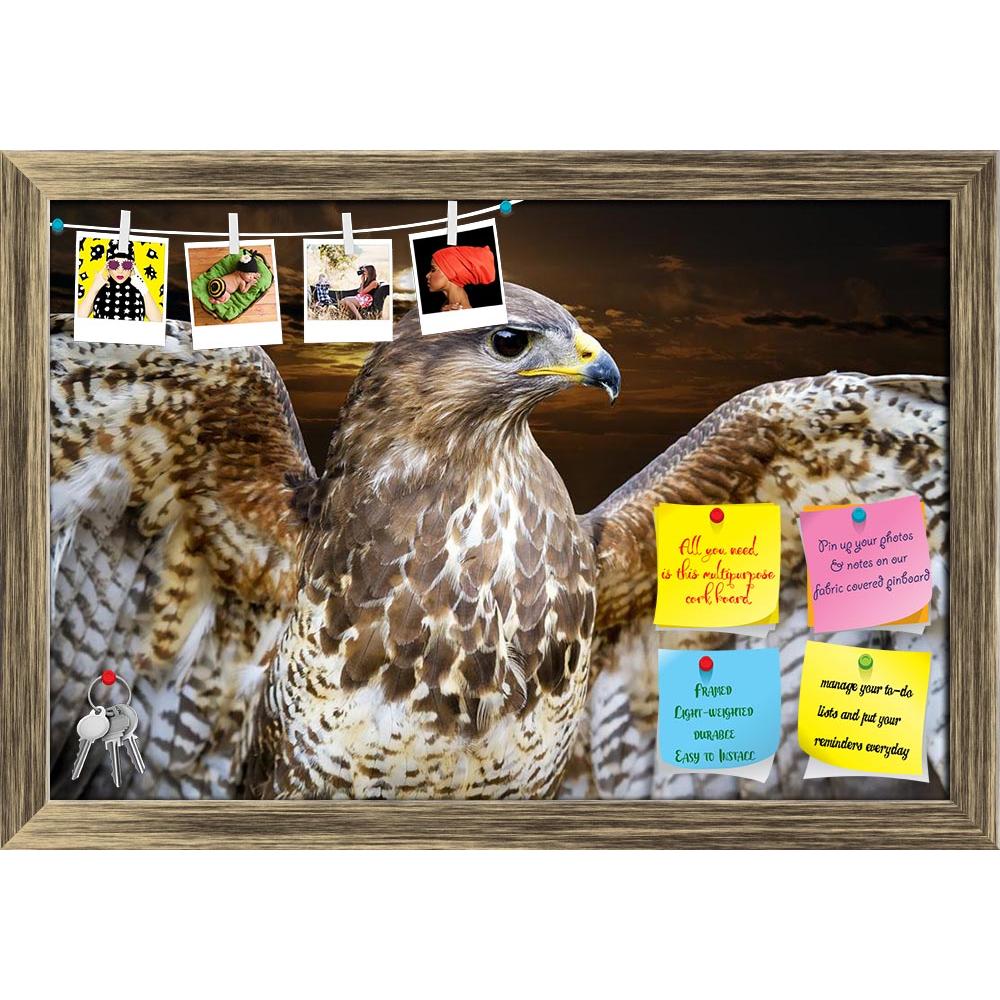 ArtzFolio Beautiful Buzzard Bird Buteo Printed Bulletin Board Notice Pin Board Soft Board | Framed-Bulletin Boards Framed-AZSAO13936814BLB_FR_L-Image Code 5001200 Vishnu Image Folio Pvt Ltd, IC 5001200, ArtzFolio, Bulletin Boards Framed, Birds, Photography, beautiful, buzzard, bird, buteo, printed, bulletin, board, notice, pin, soft, framed, open, wings, sunset, background, aggressive, alert, animal, avian, beak, bill, brown, carnivore, close, closeup, color, common, eagle, endangered, eye, falcon, fauna, f