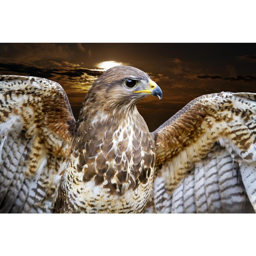 Beautiful Buzzard Bird Buteo Canvas Painting Synthetic Frame-Paintings MDF Framing-AFF_FR-IC 5001200 IC 5001200, Animals, Birds, Black and White, Individuals, Nature, Portraits, Scenic, Space, Sunsets, White, Wildlife, beautiful, buzzard, bird, buteo, canvas, painting, synthetic, frame, aggressive, alert, animal, avian, background, beak, bill, brown, carnivore, close, closeup, color, common, eagle, endangered, eye, falcon, fauna, feather, green, hawk, head, hunter, hunting, look, majestic, one, plumage, por