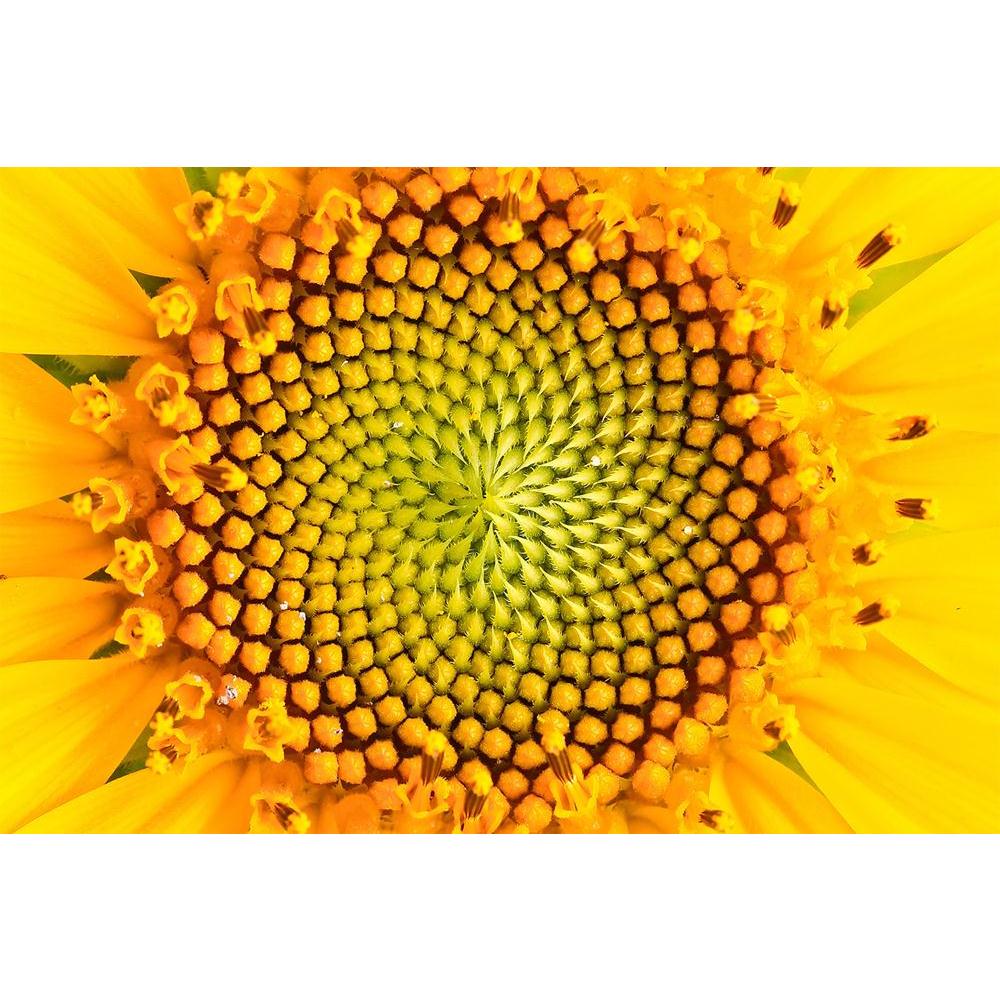 ArtzFolio Yellow Sunflower Unframed Paper Poster-Paper Posters Unframed-AZART13947912POS_UN_L-Image Code 5001202 Vishnu Image Folio Pvt Ltd, IC 5001202, ArtzFolio, Paper Posters Unframed, Floral, Photography, yellow, sunflower, unframed, paper, poster, wall, large, size, for, living, room, home, decoration, big, framed, decor, posters, pitaara, box, modern, art, with, frame, bedroom, amazonbasics, door, drawing, small, decorative, office, reception, multiple, friends, images, reprints, reprint, kids, bathro