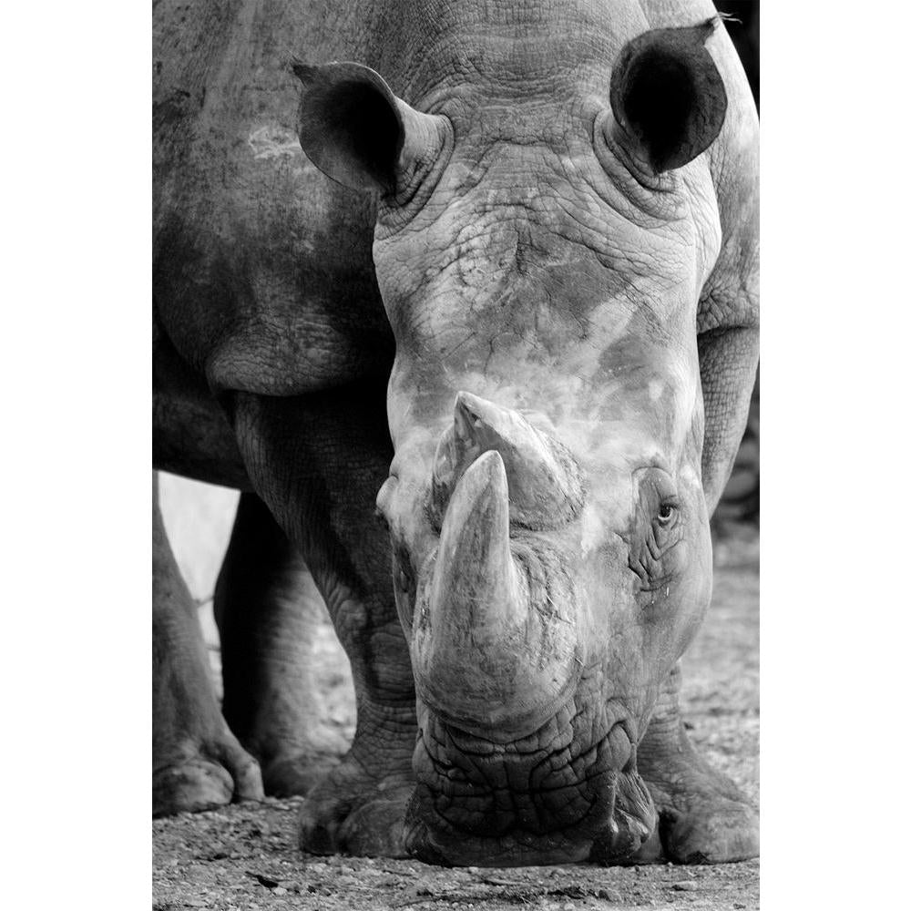 ArtzFolio Rhino Unframed Paper Poster-Paper Posters Unframed-AZART13962965POS_UN_L-Image Code 5001204 Vishnu Image Folio Pvt Ltd, IC 5001204, ArtzFolio, Paper Posters Unframed, Animals, Photography, rhino, unframed, paper, poster, wall, large, size, for, living, room, home, decoration, big, framed, decor, posters, pitaara, box, modern, art, with, frame, bedroom, amazonbasics, door, drawing, small, decorative, office, reception, multiple, friends, images, reprints, reprint, kids, bathroom, designer, painting