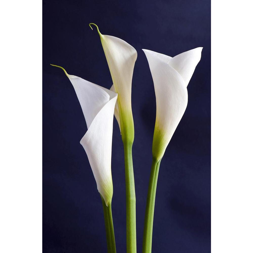 ArtzFolio White Callas Flower Unframed Paper Poster-Paper Posters Unframed-AZART14050959POS_UN_L-Image Code 5001223 Vishnu Image Folio Pvt Ltd, IC 5001223, ArtzFolio, Paper Posters Unframed, Floral, Photography, white, callas, flower, unframed, paper, poster, wall, large, size, for, living, room, home, decoration, big, framed, decor, posters, pitaara, box, modern, art, with, frame, bedroom, amazonbasics, door, drawing, small, decorative, office, reception, multiple, friends, images, reprints, reprint, kids,