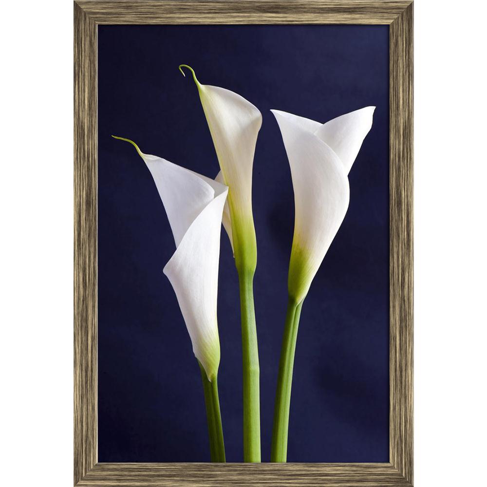Pitaara Box White Callas Flower Canvas Painting Synthetic Frame-Paintings Synthetic Framing-PBART14050959AFF_FW_L-Image Code 5001223 Vishnu Image Folio Pvt Ltd, IC 5001223, Pitaara Box, Paintings Synthetic Framing, Floral, Photography, white, callas, flower, canvas, painting, synthetic, frame, three, isolated, black, background, orizontal, vertical, framed canvas print, wall painting for living room with frame, canvas painting for living room, artzfolio, poster, framed canvas painting, wall painting with fr