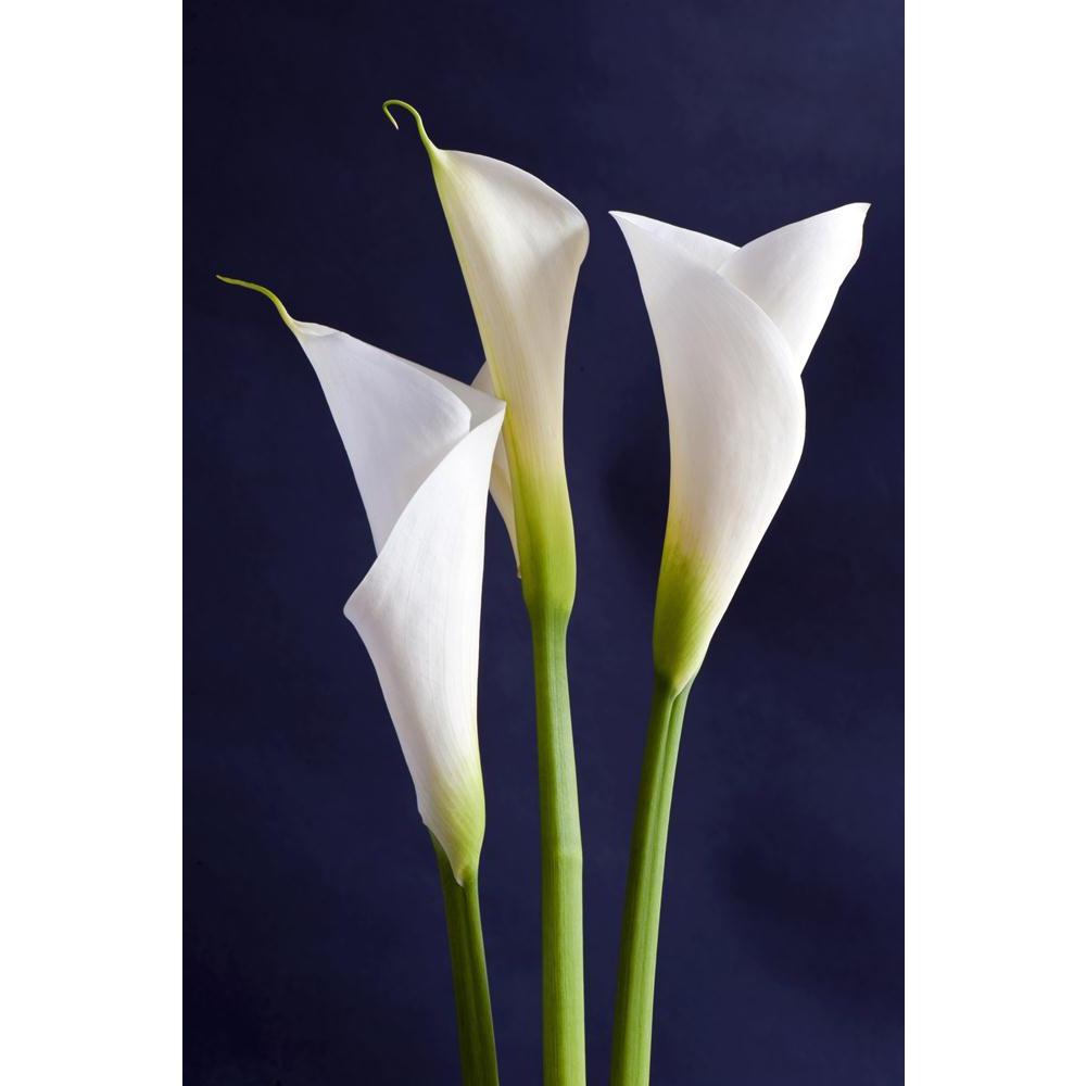 Pitaara Box White Callas Flower Unframed Canvas Painting-Paintings Unframed Regular-PBART14050959AFF_UN_L-Image Code 5001223 Vishnu Image Folio Pvt Ltd, IC 5001223, Pitaara Box, Paintings Unframed Regular, Floral, Photography, white, callas, flower, unframed, canvas, painting, three, isolated, black, background, orizontal, vertical, large size canvas print, wall painting for living room without frame, decorative wall painting, artzfolio, large poster, unframed canvas painting, wall painting without frame, w