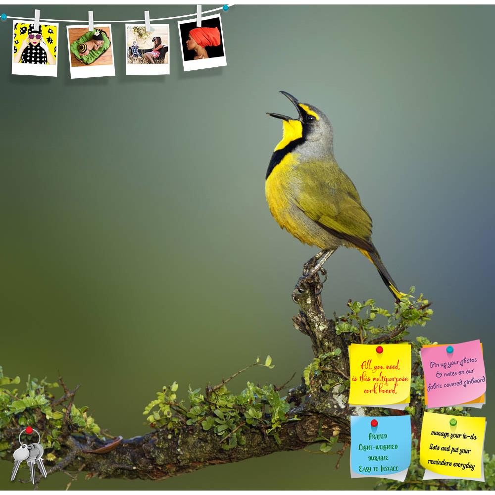 ArtzFolio Bokmakierie bird of South Africa Printed Bulletin Board Notice Pin Board Soft Board | Frameless-Bulletin Boards Frameless-AZSAO14293996BLB_FL_L-Image Code 5001251 Vishnu Image Folio Pvt Ltd, IC 5001251, ArtzFolio, Bulletin Boards Frameless, Birds, Kids, Photography, bokmakierie, bird, of, south, africa, printed, bulletin, board, notice, pin, soft, frameless, calling, telophorus, zeylonus, pin up board, push pin board, extra large cork board, big pin board, notice board, small bulletin board, cork 