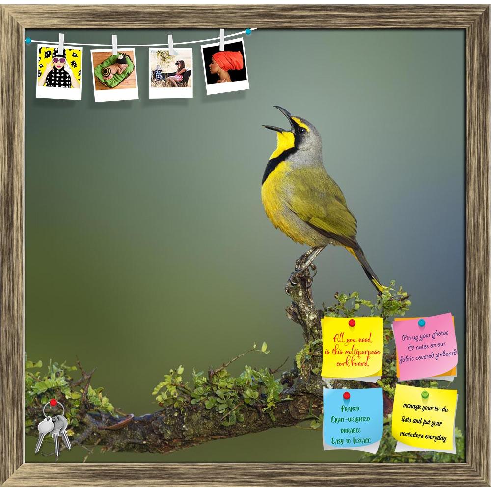 ArtzFolio Bokmakierie bird of South Africa Printed Bulletin Board Notice Pin Board Soft Board | Framed-Bulletin Boards Framed-AZSAO14293996BLB_FR_L-Image Code 5001251 Vishnu Image Folio Pvt Ltd, IC 5001251, ArtzFolio, Bulletin Boards Framed, Birds, Kids, Photography, bokmakierie, bird, of, south, africa, printed, bulletin, board, notice, pin, soft, framed, calling, telophorus, zeylonus, pin up board, push pin board, extra large cork board, big pin board, notice board, small bulletin board, cork board, wall 