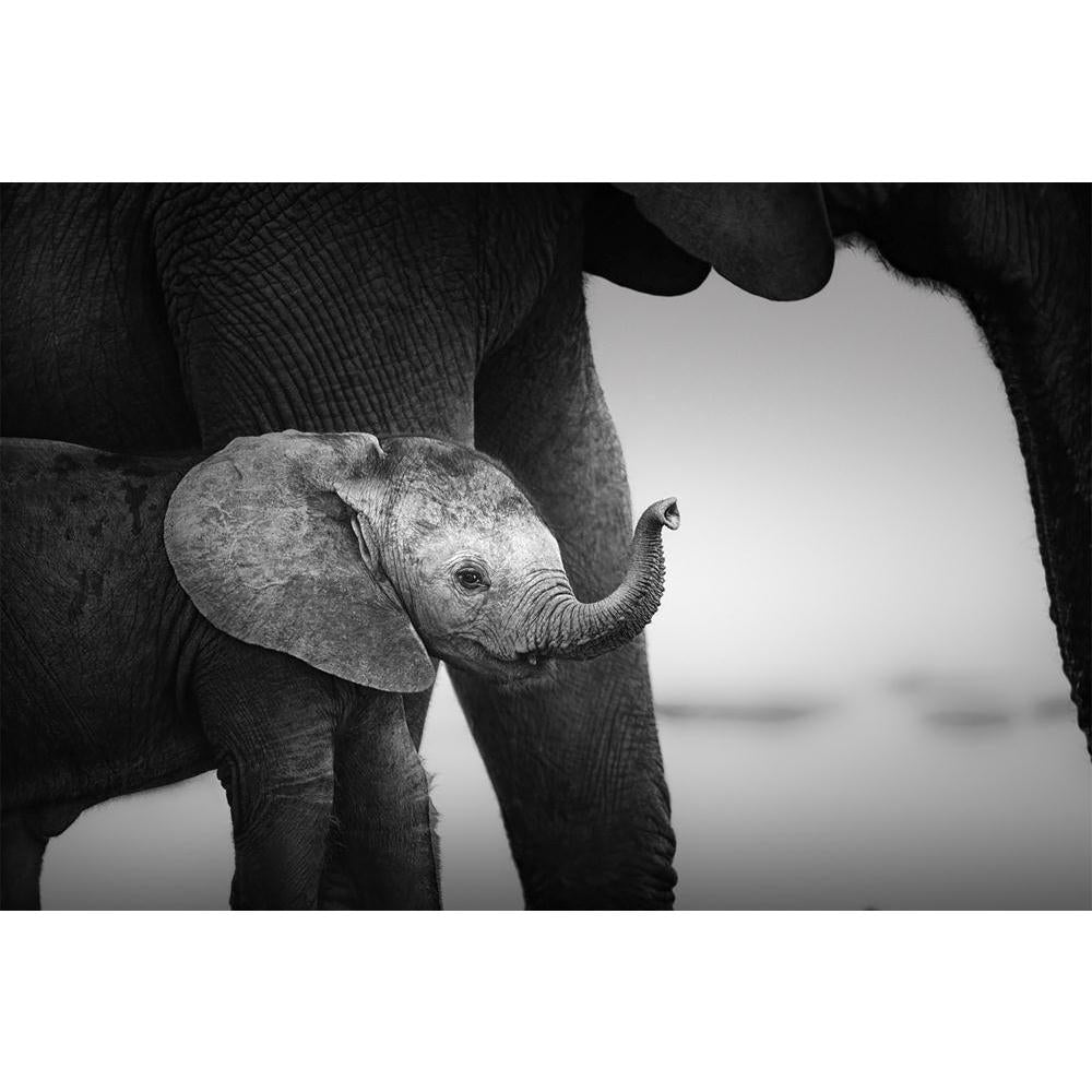 ArtzFolio Baby Elephant Next To Cow Unframed Paper Poster-Paper Posters Unframed-AZART14731931POS_UN_L-Image Code 5001392 Vishnu Image Folio Pvt Ltd, IC 5001392, ArtzFolio, Paper Posters Unframed, Animals, Photography, baby, elephant, next, to, cow, unframed, paper, poster, wall, large, size, for, living, room, home, decoration, big, framed, decor, posters, pitaara, box, modern, art, with, frame, bedroom, amazonbasics, door, drawing, small, decorative, office, reception, multiple, friends, images, reprints,