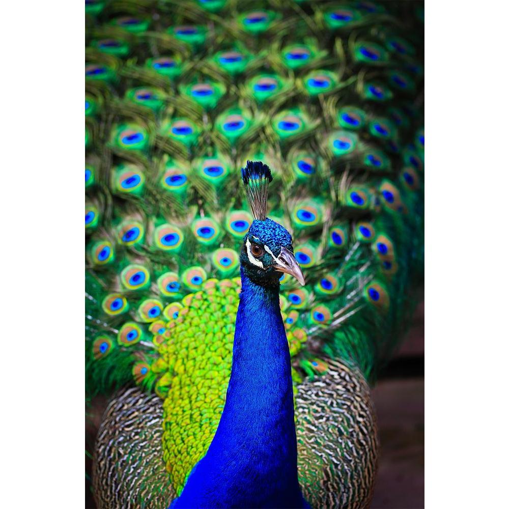 ArtzFolio Peacock With Feathers Unframed Paper Poster-Paper Posters Unframed-AZART14866065POS_UN_L-Image Code 5001422 Vishnu Image Folio Pvt Ltd, IC 5001422, ArtzFolio, Paper Posters Unframed, Birds, Photography, peacock, with, feathers, unframed, paper, poster, close-up, portrait, beautiful, out, wall poster large size, wall poster for living room, poster for home decoration, paper poster, big size room poster, framed wall poster for living room, home decor posters, pitaara box, modern art poster, framed p