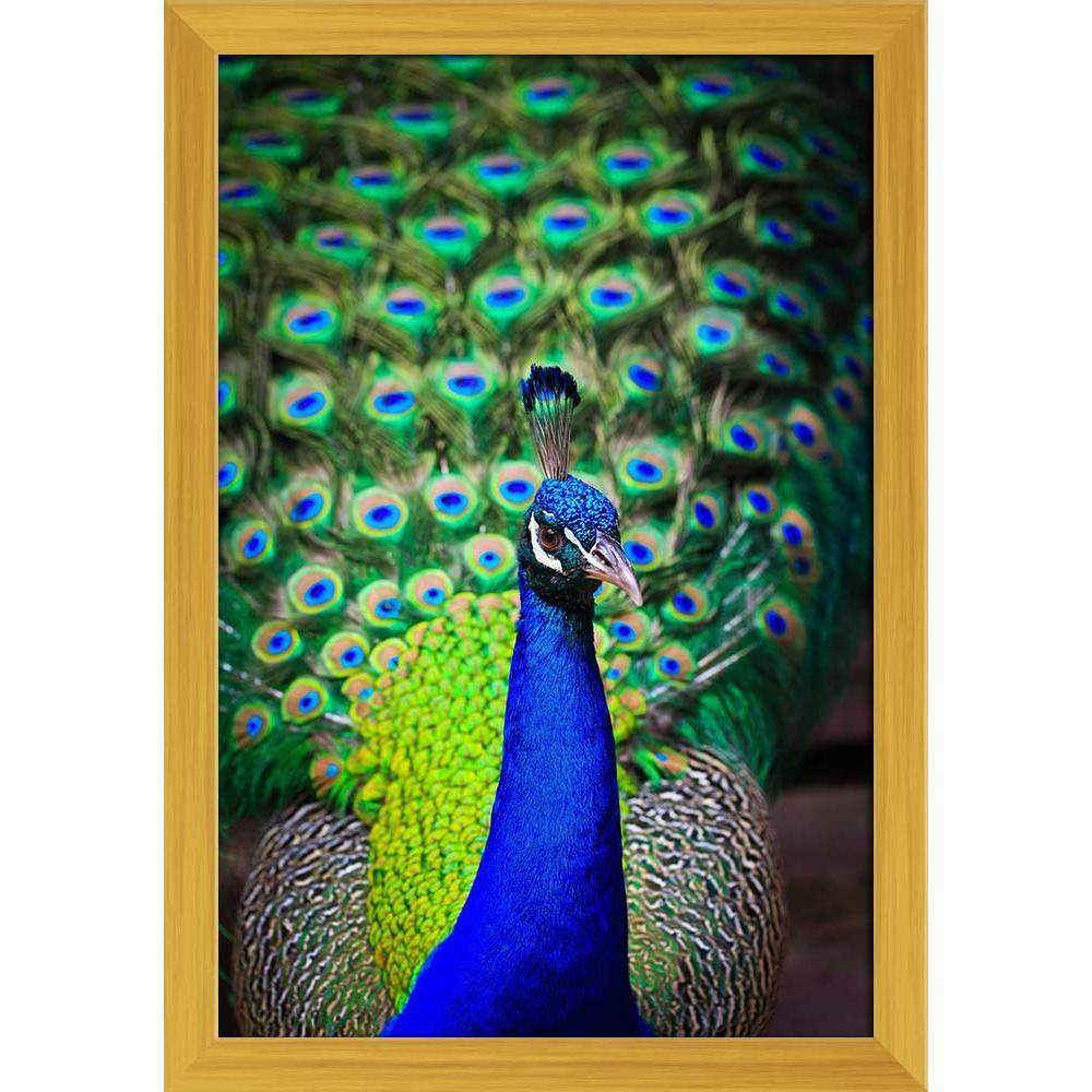 Pitaara Box Peacock With Feathers Canvas Painting Synthetic Frame-Paintings Synthetic Framing-PBART14866065AFF_FW_L-Image Code 5001422 Vishnu Image Folio Pvt Ltd, IC 5001422, Pitaara Box, Paintings Synthetic Framing, Birds, Photography, peacock, with, feathers, canvas, painting, synthetic, frame, close-up, portrait, beautiful, out, framed canvas print, wall painting for living room with frame, canvas painting for living room, artzfolio, poster, framed canvas painting, wall painting with frame, canvas painti