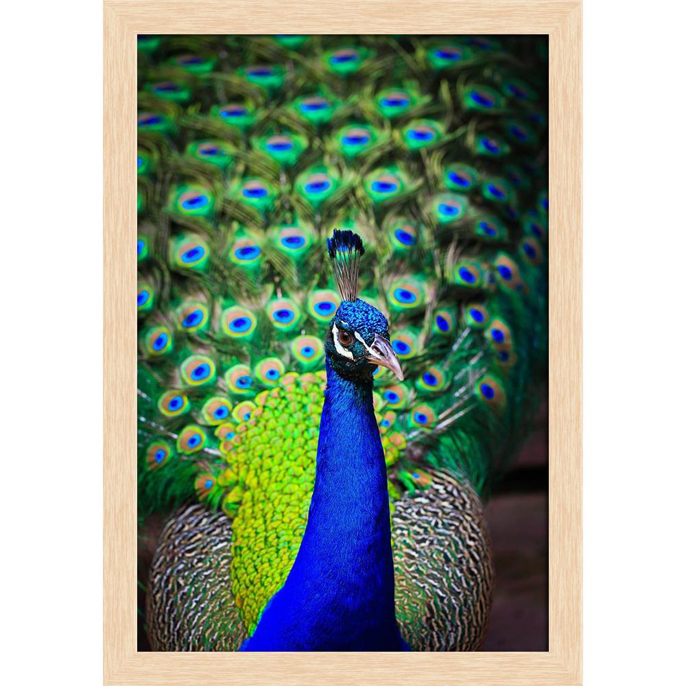 Pitaara Box Peacock With Feathers Canvas Painting Synthetic Frame-Paintings Synthetic Framing-PBART14866065AFF_FW_L-Image Code 5001422 Vishnu Image Folio Pvt Ltd, IC 5001422, Pitaara Box, Paintings Synthetic Framing, Birds, Photography, peacock, with, feathers, canvas, painting, synthetic, frame, close-up, portrait, beautiful, out, framed canvas print, wall painting for living room with frame, canvas painting for living room, artzfolio, poster, framed canvas painting, wall painting with frame, canvas painti
