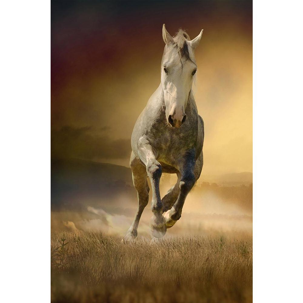 ArtzFolio White Horse In Sunset Unframed Paper Poster-Paper Posters Unframed-AZART14974024POS_UN_L-Image Code 5001443 Vishnu Image Folio Pvt Ltd, IC 5001443, ArtzFolio, Paper Posters Unframed, Animals, Photography, white, horse, in, sunset, unframed, paper, poster, wall, large, size, for, living, room, home, decoration, big, framed, decor, posters, pitaara, box, modern, art, with, frame, bedroom, amazonbasics, door, drawing, small, decorative, office, reception, multiple, friends, images, reprints, reprint,