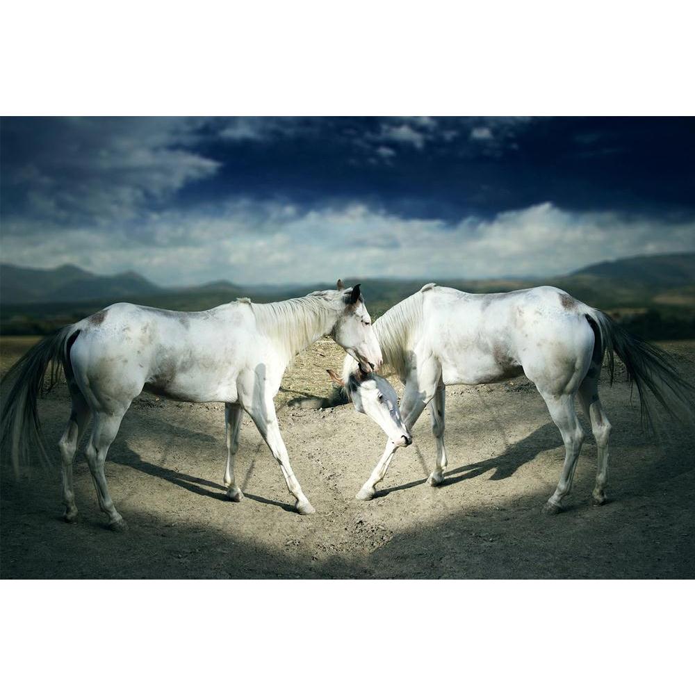 ArtzFolio Two Beautiful White Horses Unframed Paper Poster-Paper Posters Unframed-AZART15032476POS_UN_L-Image Code 5001454 Vishnu Image Folio Pvt Ltd, IC 5001454, ArtzFolio, Paper Posters Unframed, Animals, Photography, two, beautiful, white, horses, unframed, paper, poster, wall, large, size, for, living, room, home, decoration, big, framed, decor, posters, pitaara, box, modern, art, with, frame, bedroom, amazonbasics, door, drawing, small, decorative, office, reception, multiple, friends, images, reprints