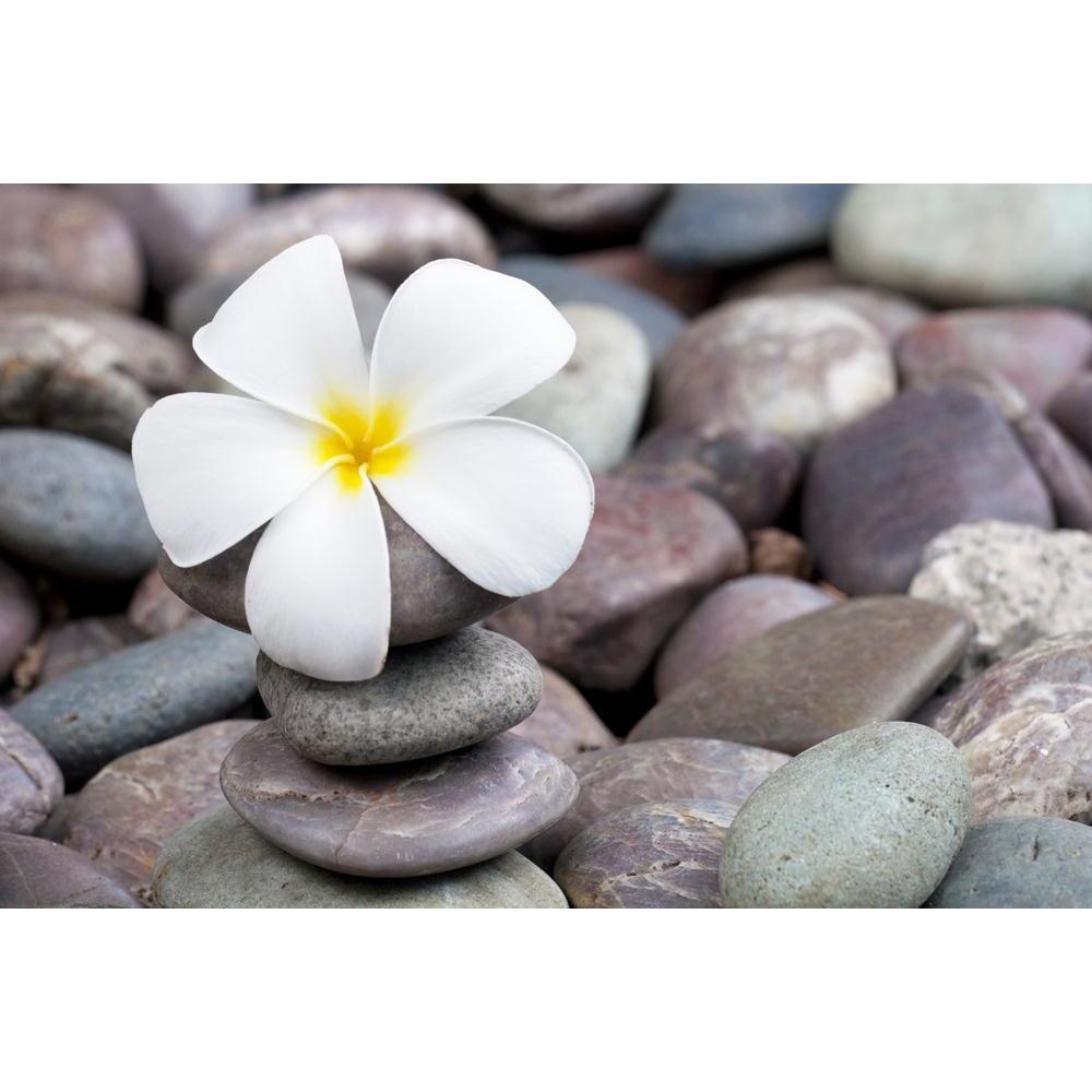 Frangipani On A Stack Of Rocks Canvas Painting Synthetic Frame-Paintings MDF Framing-AFF_FR-IC 5001471 IC 5001471, Ancient, Black and White, Botanical, Buddhism, Cities, City Views, Culture, Ethnic, Floral, Flowers, Historical, Japanese, Marble and Stone, Medieval, Nature, Scenic, Spiritual, Traditional, Tribal, Tropical, Vintage, White, World Culture, frangipani, on, a, stack, of, rocks, canvas, painting, synthetic, frame, balance, calm, details, eastern, exotic, flower, garden, life, macro, meditation, mi
