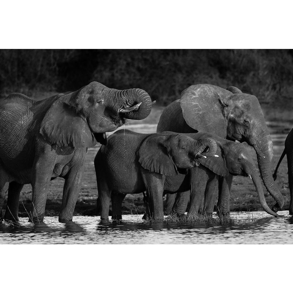 ArtzFolio Elephants D2 Unframed Paper Poster-Paper Posters Unframed-AZART15193387POS_UN_L-Image Code 5001498 Vishnu Image Folio Pvt Ltd, IC 5001498, ArtzFolio, Paper Posters Unframed, Animals, Photography, elephants, d2, unframed, paper, poster, wall, large, size, for, living, room, home, decoration, big, framed, decor, posters, pitaara, box, modern, art, with, frame, bedroom, amazonbasics, door, drawing, small, decorative, office, reception, multiple, friends, images, reprints, reprint, kids, bathroom, des