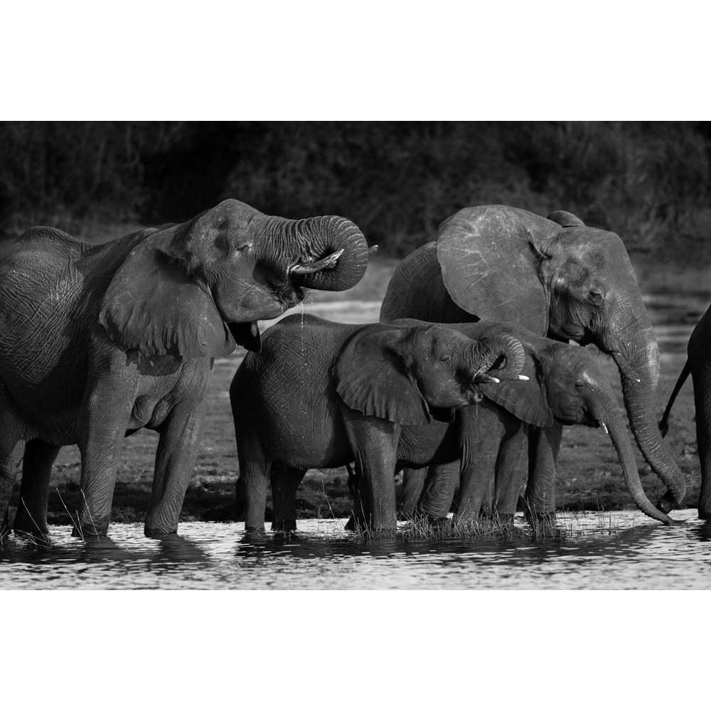 Elephants Canvas Painting Synthetic Frame-Paintings MDF Framing-AFF_FR-IC 5001498 IC 5001498, African, Animals, Black, Black and White, Nature, Scenic, White, Wildlife, elephants, canvas, painting, synthetic, frame, africa, animal, big, and, botswana, calf, drink, drinking, elephant, group, herd, large, mammal, outdoors, park, river, safari, thirsty, trunk, tusks, water, wild, young, artzfolio, wall decor for living room, wall frames for living room, frames for living room, wall art, canvas painting, wall f