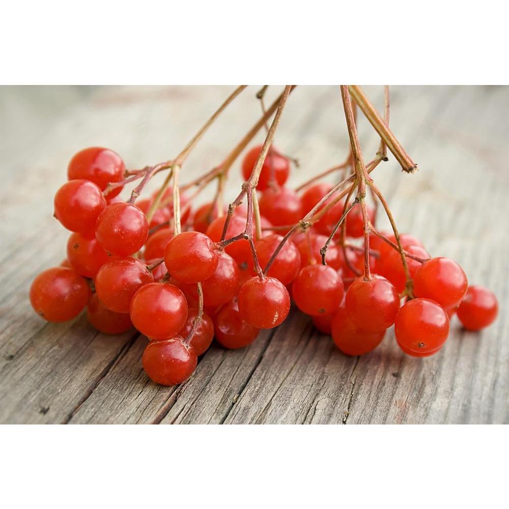 ArtzFolio Photo of Red Berries Unframed Paper Poster-Paper Posters Unframed-AZART15283129POS_UN_L-Image Code 5001544 Vishnu Image Folio Pvt Ltd, IC 5001544, ArtzFolio, Paper Posters Unframed, Food & Beverage, Photography, photo, of, red, berries, unframed, paper, poster, wall, large, size, for, living, room, home, decoration, big, framed, decor, posters, pitaara, box, modern, art, with, frame, bedroom, amazonbasics, door, drawing, small, decorative, office, reception, multiple, friends, images, reprints, re