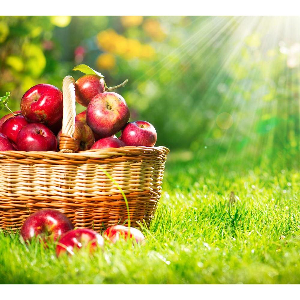 Photo of Organic Apples In The Basket Orchard Canvas Painting Synthetic Frame-Paintings MDF Framing-AFF_FR-IC 5001548 IC 5001548, Cuisine, Culture, Ethnic, Food, Food and Beverage, Food and Drink, Fruit and Vegetable, Fruits, Health, Nature, Scenic, Seasons, Traditional, Tribal, World Culture, photo, of, organic, apples, in, the, basket, orchard, canvas, painting, synthetic, frame, apple, fruit, tree, agricultural, agriculture, autumn, backlit, beams, bio, branch, bunch, closeup, color, countryside, crop, d